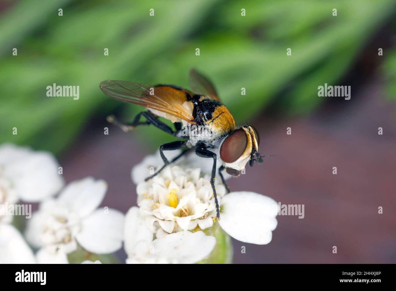 Una piccola mosca su un fiore. Foto Stock