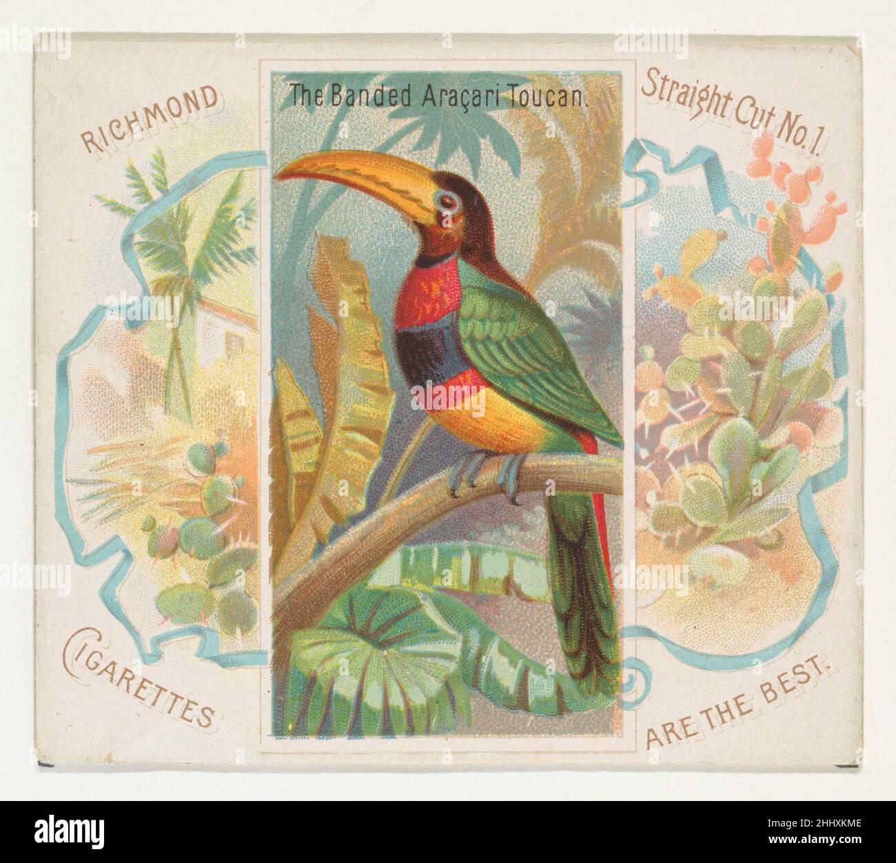 The Banded aracari Toucan, from Birds of the Tropics series (N38) for Allen & Ginter Cigarettes 1889 rilasciato da Allen & Ginter American Trade cards della serie 'Birds of the Tropics' (N38), rilasciato nel 1889 in un set di 50 carte per promuovere sigarette a marchio Allen & Ginter. Questa serie è una versione fisicamente più grande del set 'Birds of the Tropics' (N5), compreso il corrispondente piccolo disegno della scheda con l'altra materia pittorica aggiunto. Il Toucan aracari a bande, dalla serie Birds of the Tropics (N38) per sigarette Allen & Ginter 420719 Foto Stock