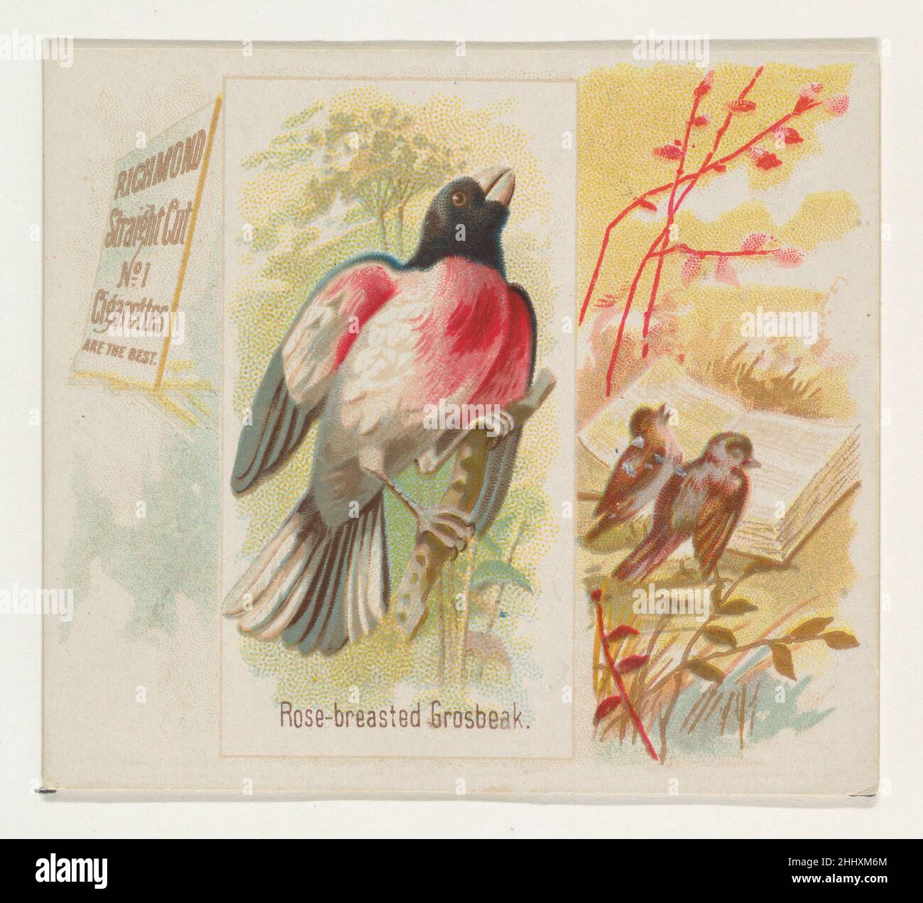 Grosseak, di rose bravate, della serie Song Birds of the World (N42) per sigarette Allen & Ginter 1890, emessa da Allen & Ginter American Large Trade Card della serie "Song Birds of the World" (N42), Pubblicato nel 1890 in un set di 50 carte per promuovere sigarette a marchio Allen & Ginter. La serie N42 riproduce le carte del N23 in dimensioni maggiori. Grossbeak arrosto, della serie Song Birds of the World (N42) per sigarette Allen & Ginter 422041 Foto Stock