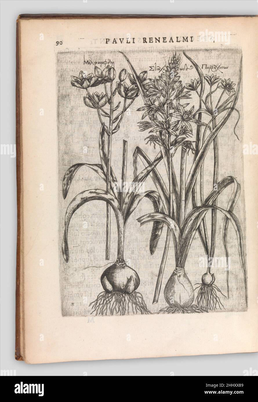 Esemplare historiae plantarum 1611 Paul de Reneaulme Francese. Campione historiae plantarum 435401 Foto Stock