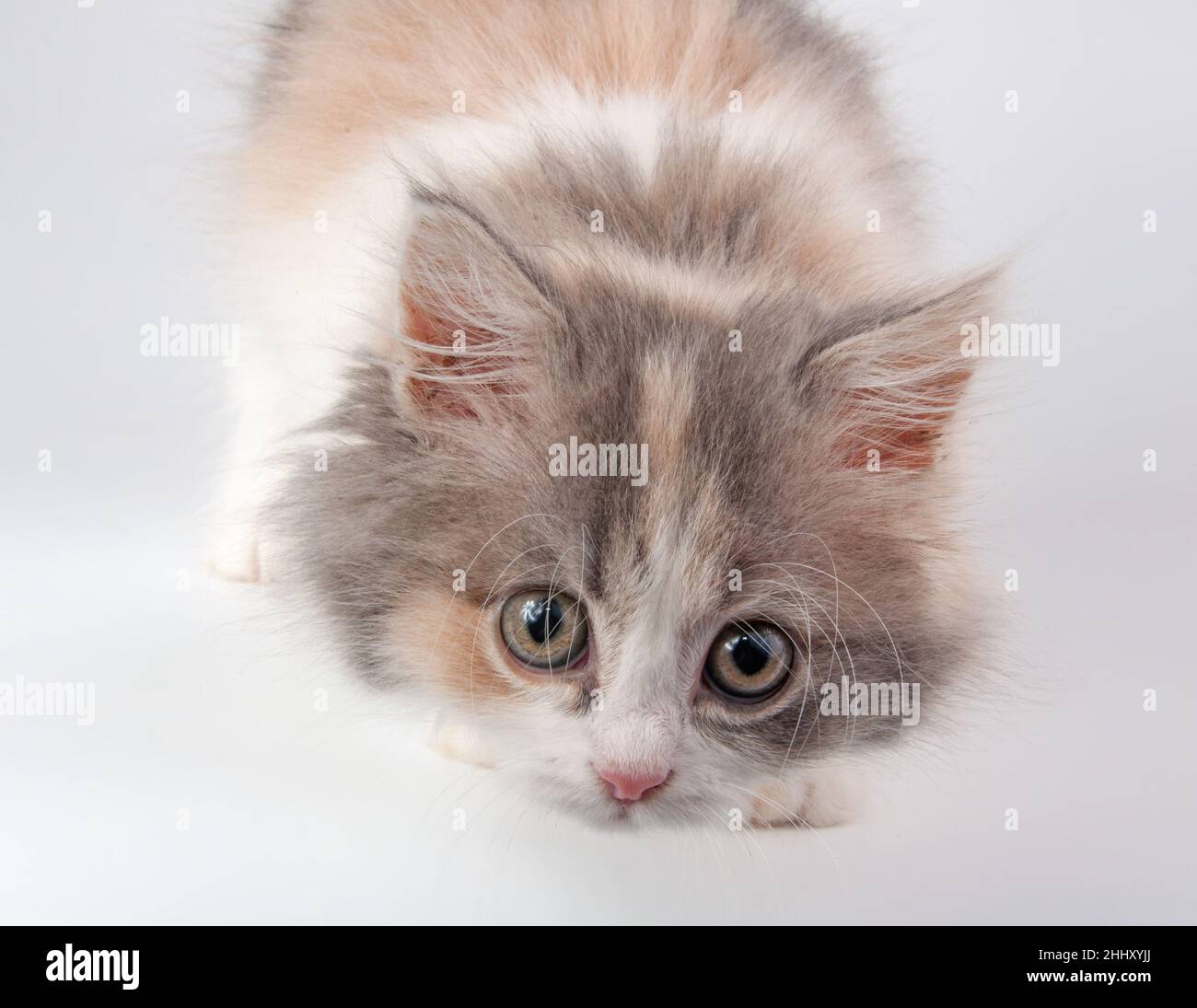 Cute soffice gattino di colore diverso luminoso sul bianco Foto Stock