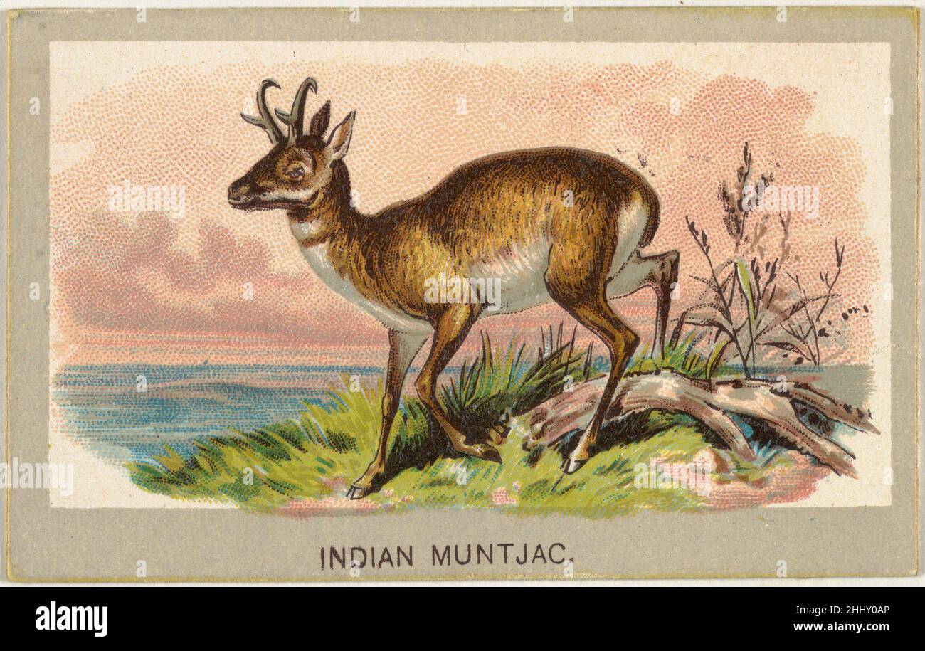 Muntjac indiano, della serie Animals of the World (T180), rilasciato da Abdul Cigarettes 1881 rilasciato da Abdul Cigarettes Trade cards della serie 'Animals of the World' (T180), rilasciato nel 1881 per promuovere le sigarette Abdul. Muntjac indiano, della serie Animals of the World (T180), rilasciato da Abdul Cigarettes 631366 Foto Stock