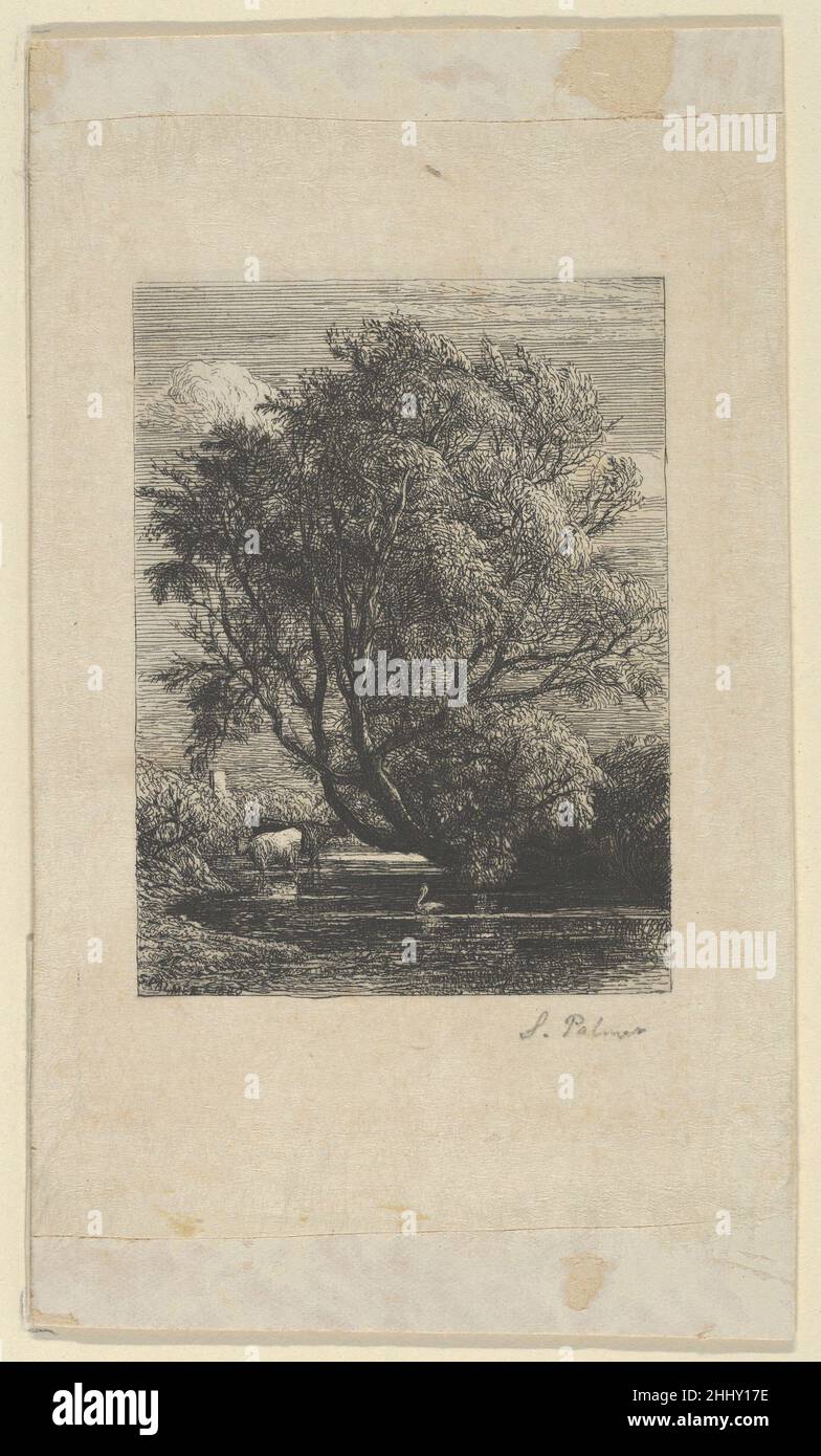 Il Willow 1850 Samuel Palmer britannico. Il Willow 362466 Foto Stock