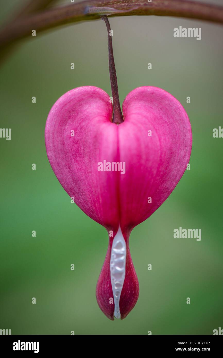 Lamprocapnos spectabilis, fiore di cuore sanguinante in macro dettaglio. Foto Stock