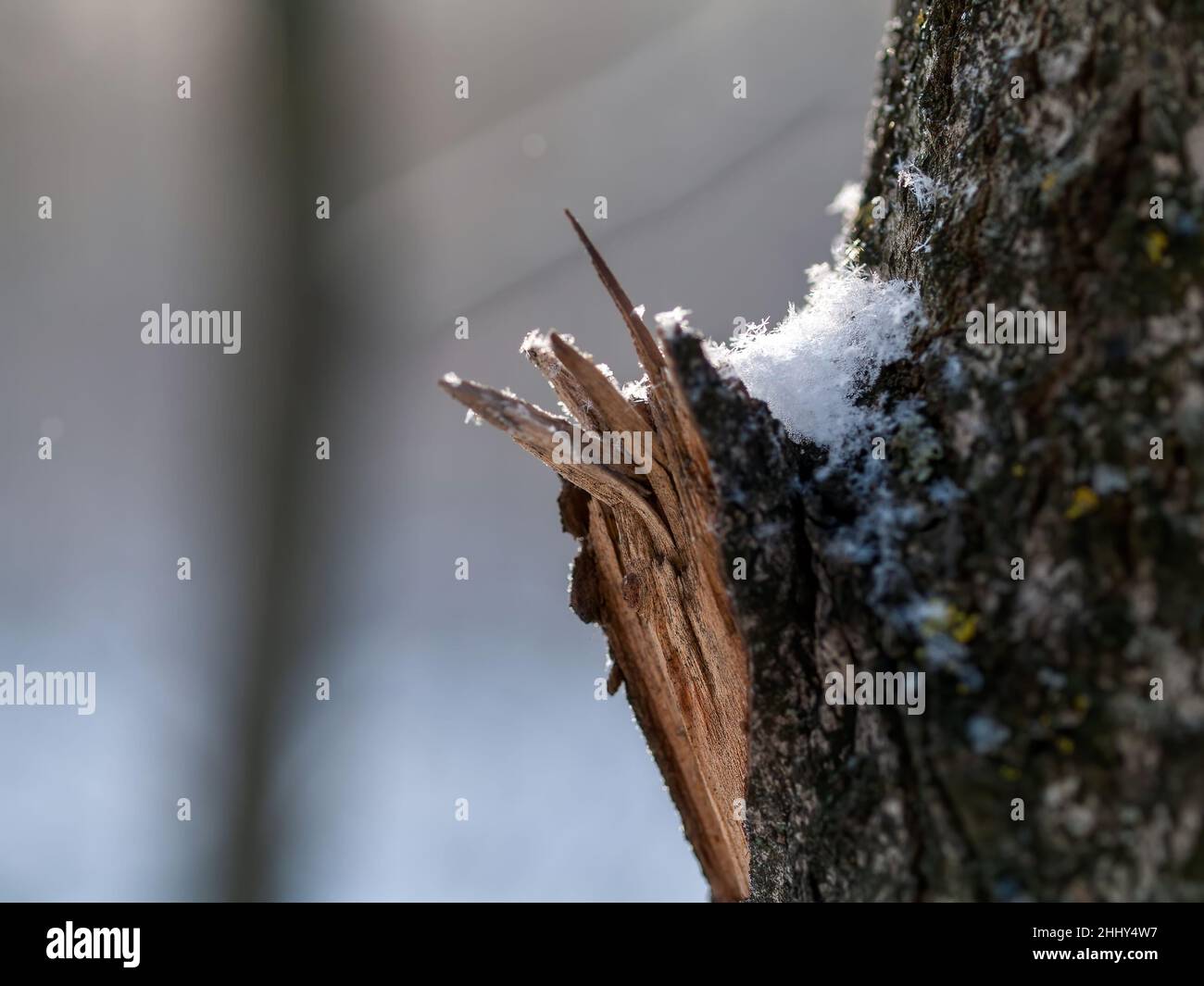 nodo rotto al tronco di un albero, in inverno Foto Stock