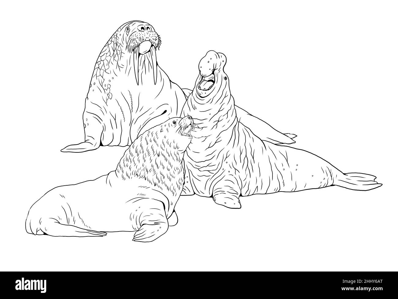 Walrus, elefante sigillo e leone di mare confronto. Modello digitale per libro da colorare. Foto Stock