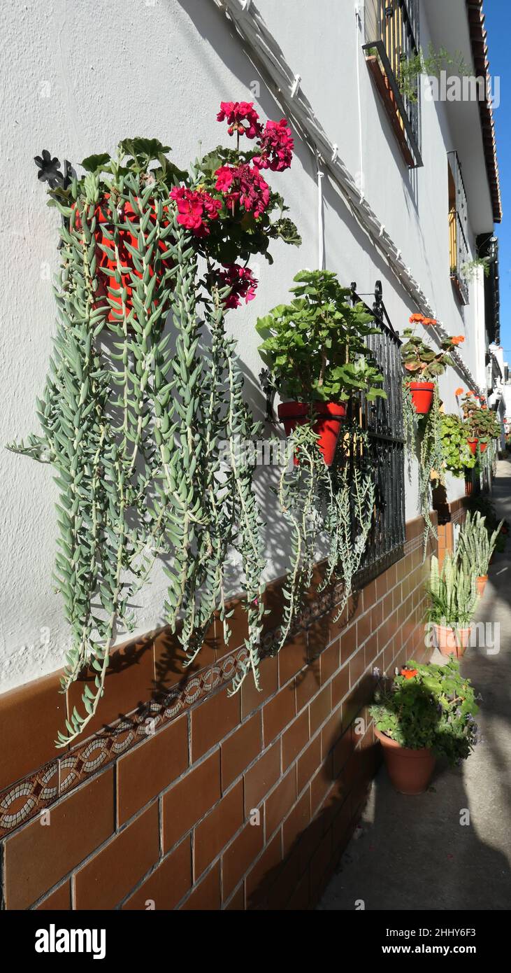 Lunghi tesses di coda disposti tra vasi di fiori su muro nel villaggio andaluso Foto Stock