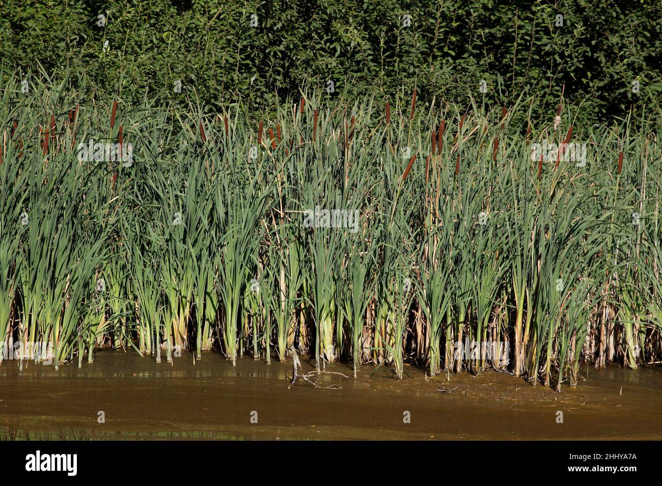 Reeds, erbe su una riva del lago Foto Stock