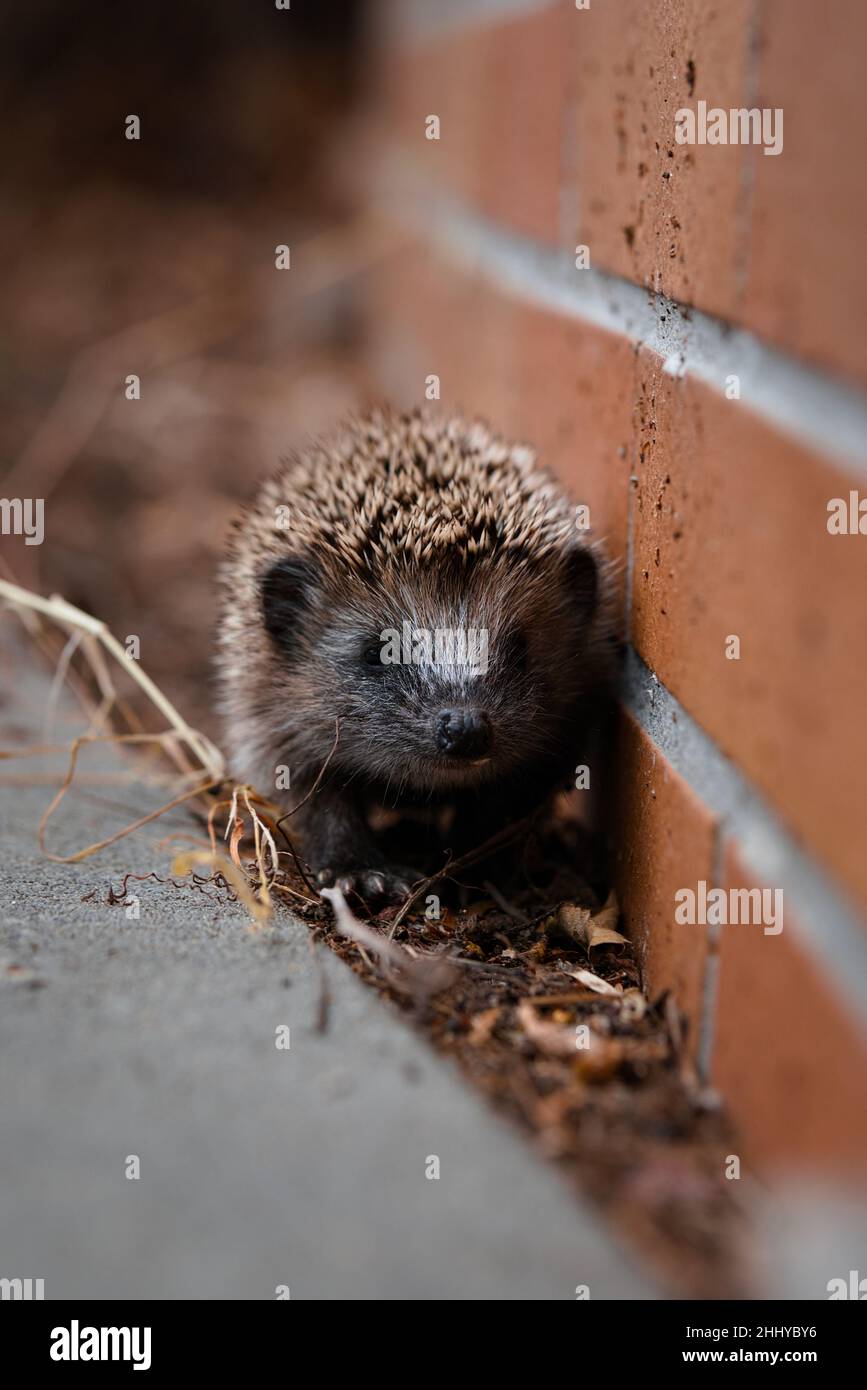 hedgehog del bambino 2 Foto Stock