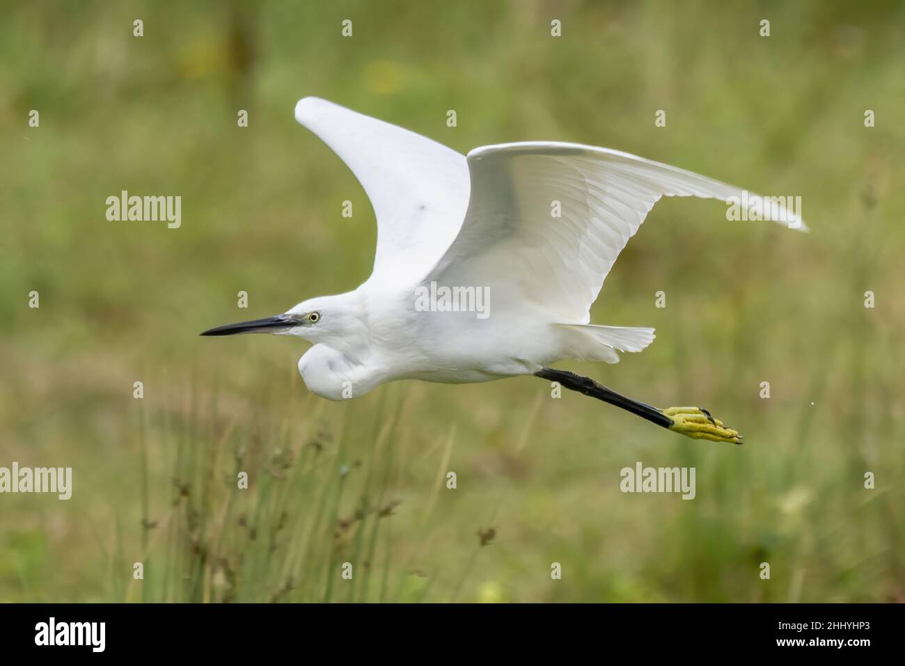 oiseaux , Cheval Henson, bestiame delle Highland, Saint Firmin les Crotoy, Aigrette garzette, Grande aigrette, Spatule, Cygne Foto Stock