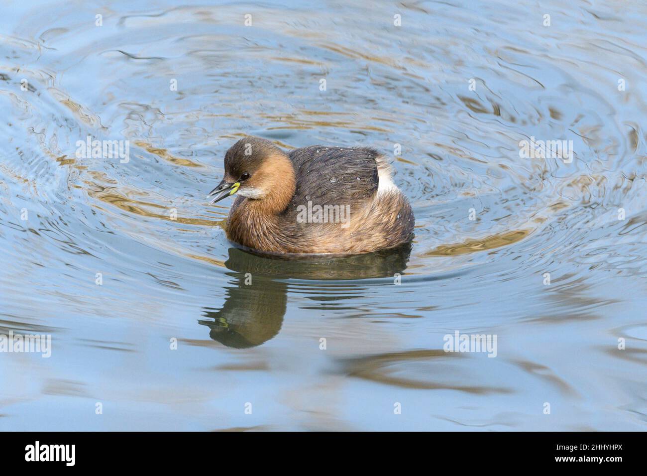 Il piccolo Tachybaptus ruficollis, noto anche come dabchick, è un membro della famiglia dei grandi uccelli acquatici Foto Stock