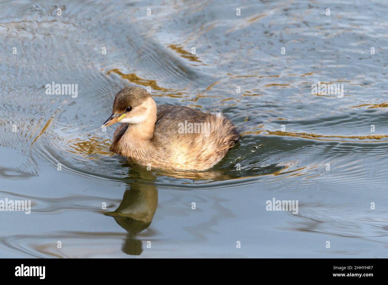 Il piccolo Tachybaptus ruficollis, noto anche come dabchick, è un membro della famiglia dei grandi uccelli acquatici Foto Stock