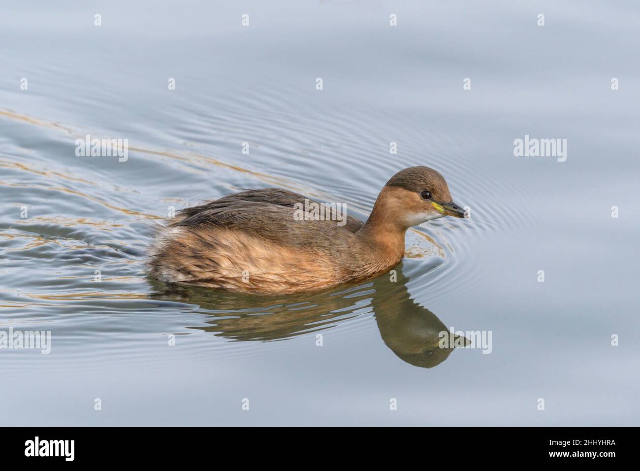 Il piccolo Tachybaptus ruficollis, noto anche come dabchick, è un membro della famiglia dei grandi uccelli acquatici Foto Stock