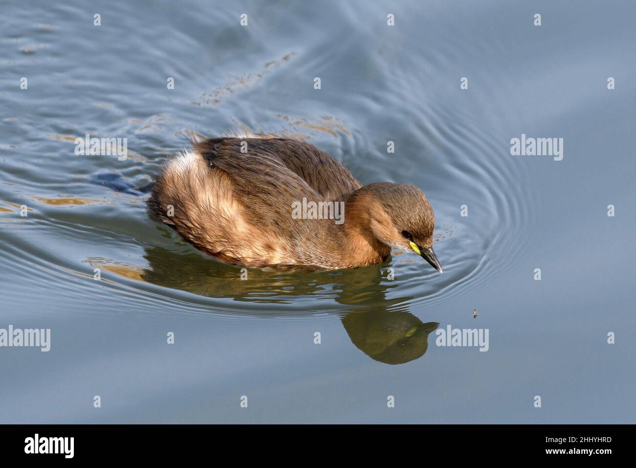 Il piccolo Tachybaptus ruficollis, noto anche come dabchick, è un membro della famiglia dei grandi uccelli acquatici Foto Stock