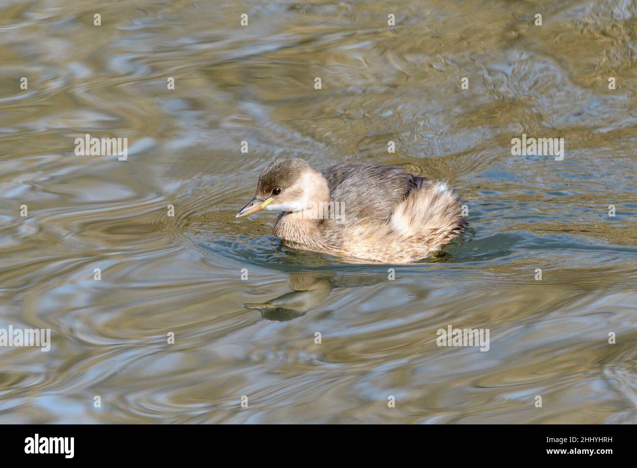 Il piccolo Tachybaptus ruficollis, noto anche come dabchick, è un membro della famiglia dei grandi uccelli acquatici Foto Stock