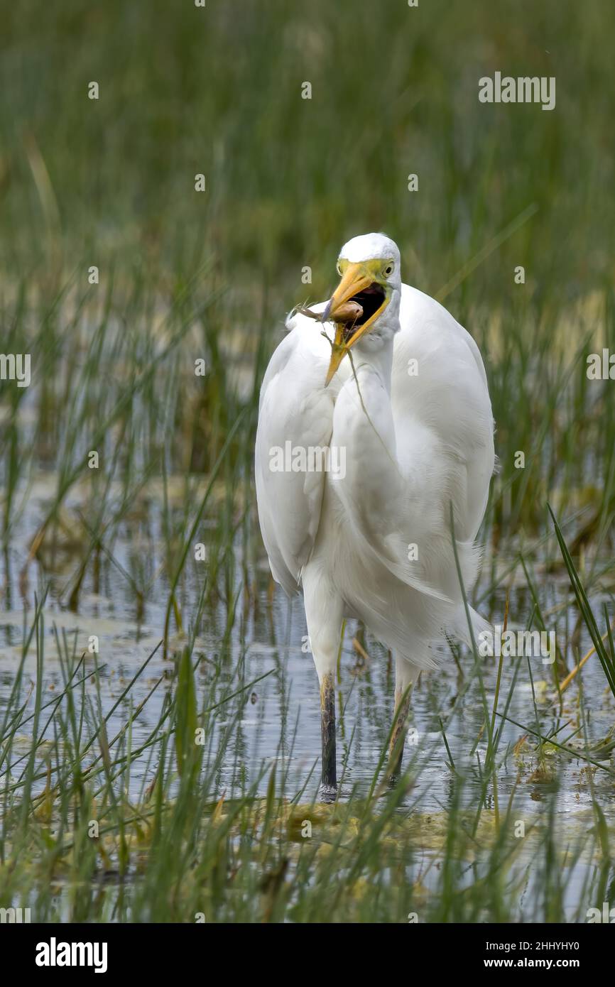 oiseaux , Cheval Henson, bestiame delle Highland, Saint Firmin les Crotoy, Aigrette garzette, Grande aigrette, Spatule, Cygne Foto Stock