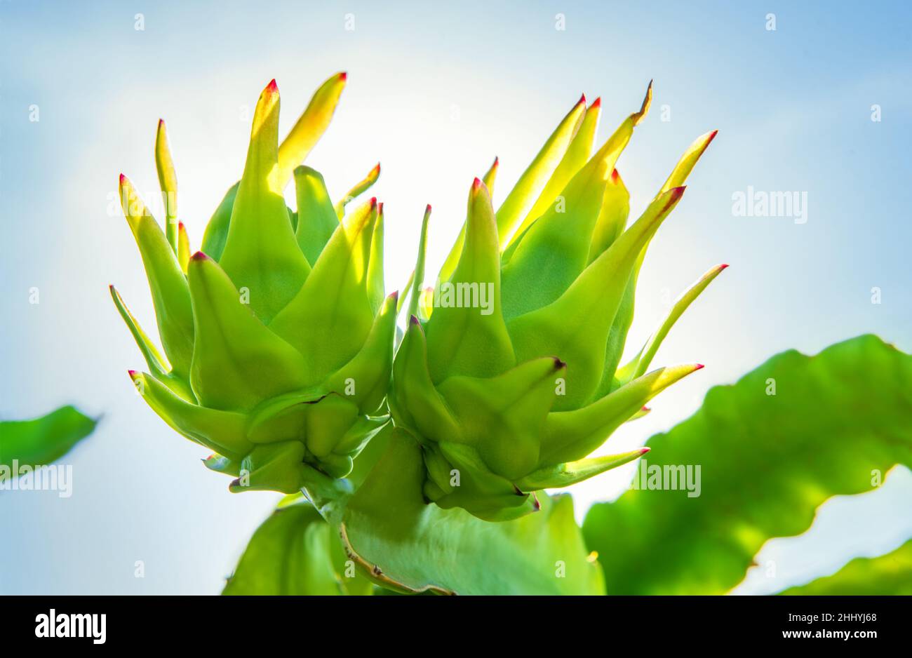Primo piano di due giovani frutti di drago che crescono su un ramo di albero di cactus contro il cielo blu brillante Foto Stock