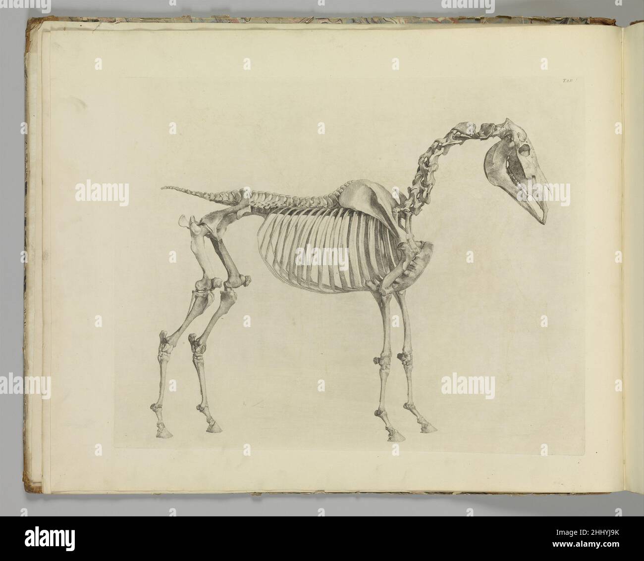 L'anatomia del cavallo, compresa una descrizione particolare delle ossa, delle cartilagini, dei muscoli, delle fascie, dei legamenti, Nervi, arterie, vene e ghiandole 1766 scritto e illustrato da George Stubbs British. L'anatomia del cavallo, compresa una descrizione particolare delle ossa, delle cartilagini, dei muscoli, delle fascie, dei legamenti, nervi, arterie, vene e ghiandole 359031 Foto Stock