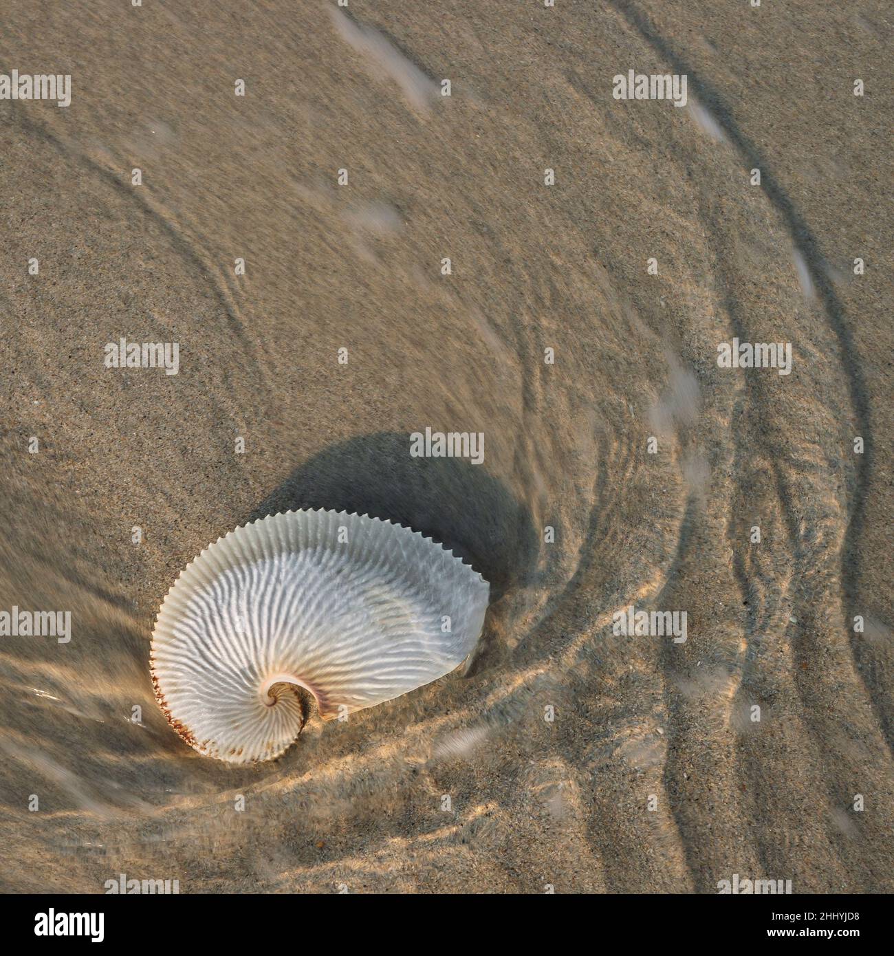 Carta Nautilus, Argonauta nodosa, bellezza simmetrica. La conchiglia si è lavata in spiaggia. Esperance, Australia Meridionale Foto Stock