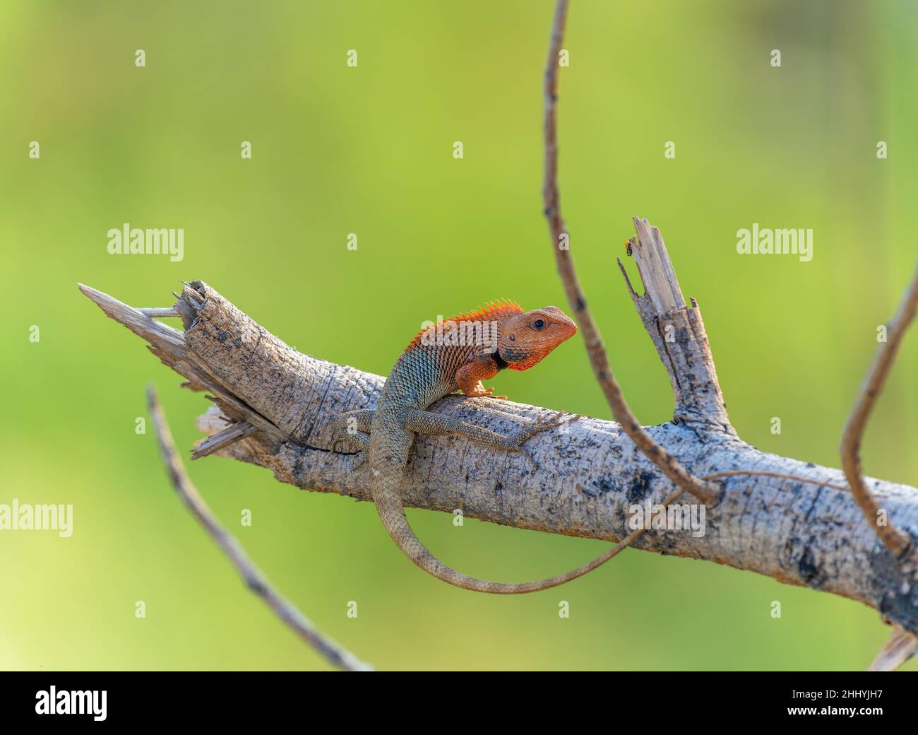 Una lucertola giardino seduta su ramo di albero con sfondo verde Foto Stock