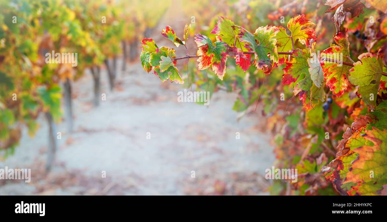 Ramo con foglie di vite multicolore in vigneto in autunno, spazio copia Foto Stock