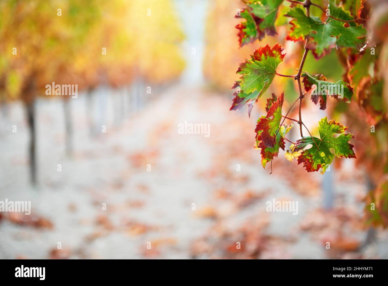 Ramo di pianta di vite con foglie autunnali colorate e filari di viti in morbido sfondo focalizzato Foto Stock