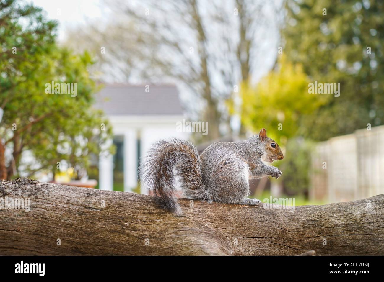 Vista laterale di scoiattolo grigio britannico (Sciurus carolinensis) isolato su log in un giardino urbano; noto anche come scoiattolo grigio orientale. Foto Stock