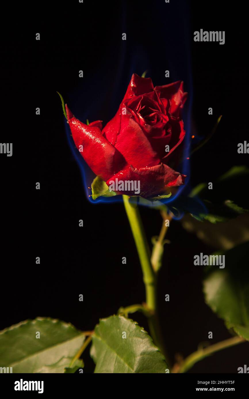 Rosa rossa che brucia con fiamme blu. La foto viene scattata in uno studio con sfondo nero. Una foto colorata con foglie verdi, rosse e blu. Foto Stock