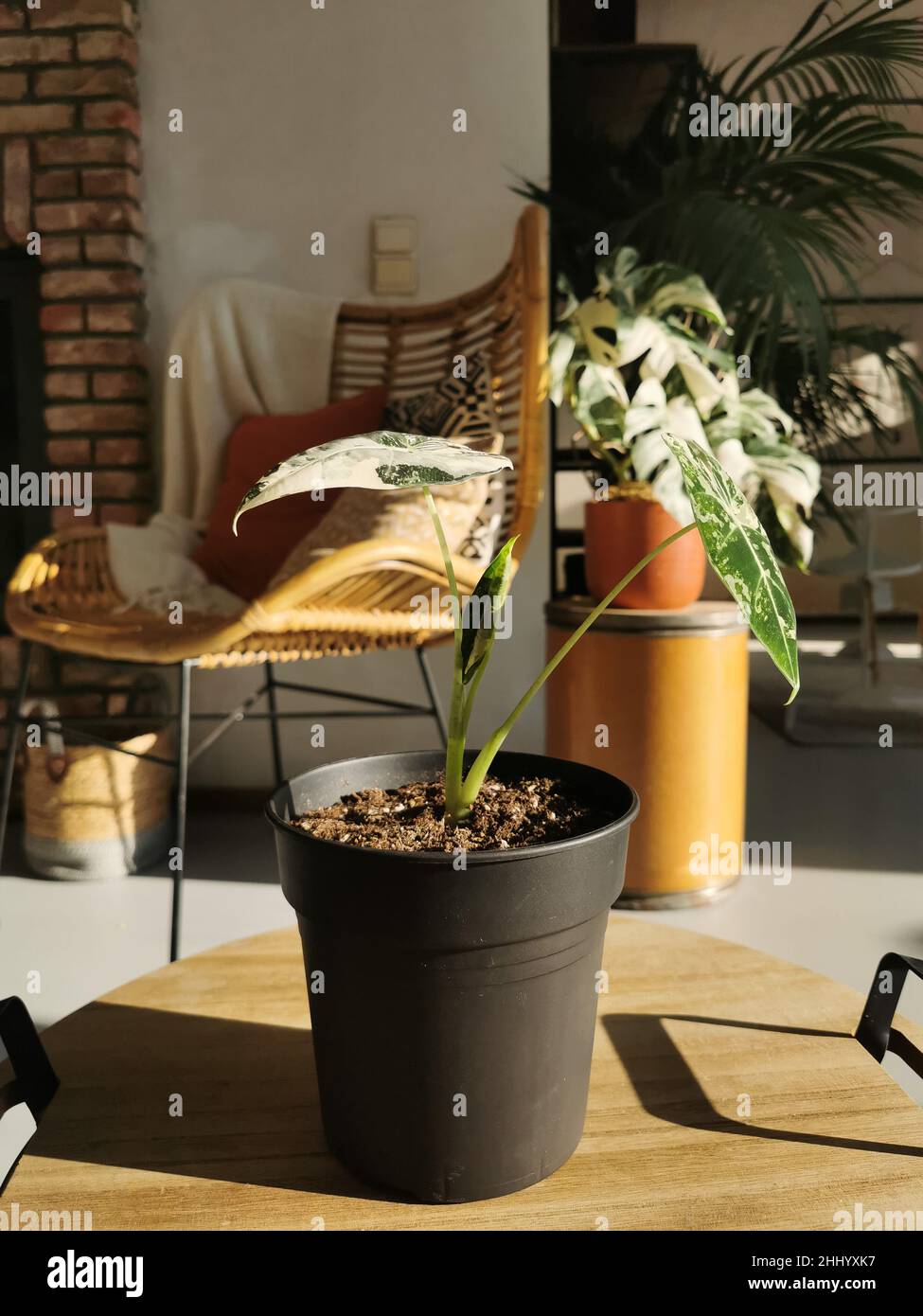 Alocasia Micholitziana variegata, comunemente conosciuta come Alocasia Frydek, in un soggiorno soleggiato. Pianta tropicale rara e costosa. Foto Stock