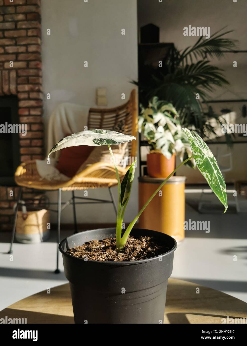 Alocasia Micholitziana variegata, comunemente conosciuta come Alocasia Frydek, in un soggiorno soleggiato. Foto Stock