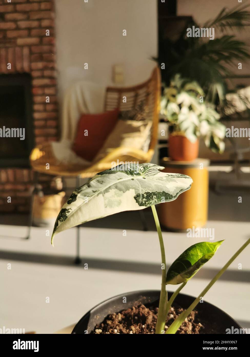Alocasia Micholitziana variegata, comunemente conosciuta come Alocasia Frydek, in un luminoso soggiorno industriale. Foto Stock