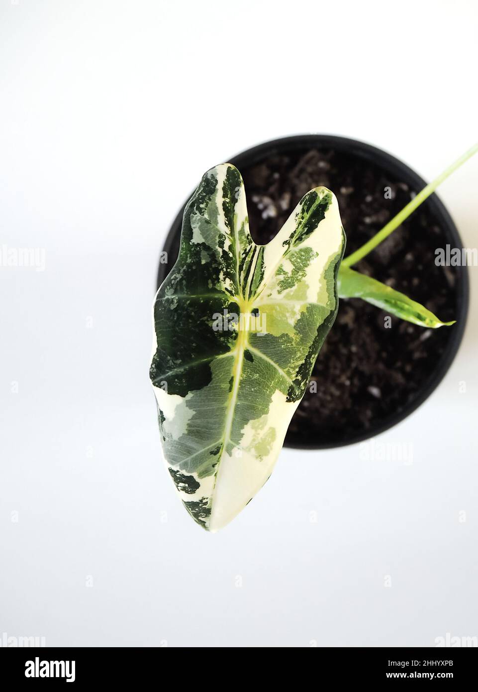 Alocasia Micholitziana variegata, comunemente conosciuta come Alocasia Frydek, su sfondo bianco. Pianta tropicale rara e costosa. Foto Stock