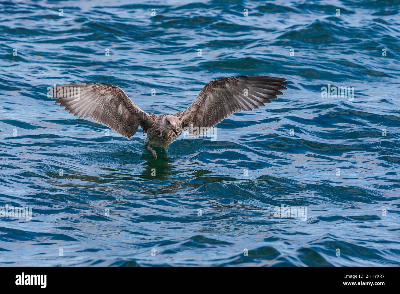 Gabbiano grigio e bianco con ali distese sul mare sull'isola di Hvar. Foto Stock