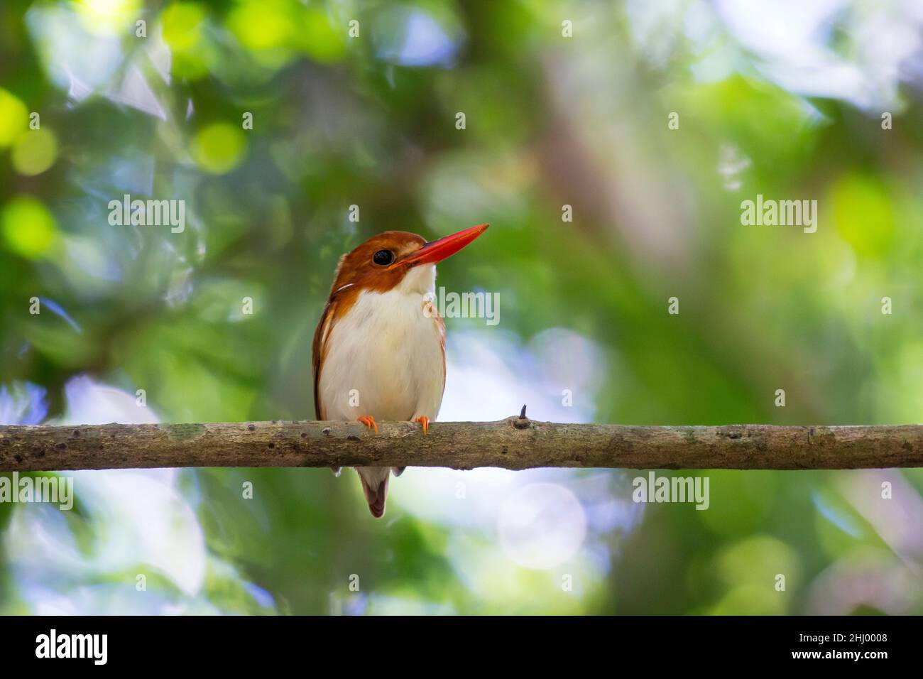 Madagascar Pigmy Kingfisher (Ceyx madagascariensis). È endemico del Madagascar e si trova in foreste decidue secche occidentali. Tsingy de Bemaraha N.P. Foto Stock
