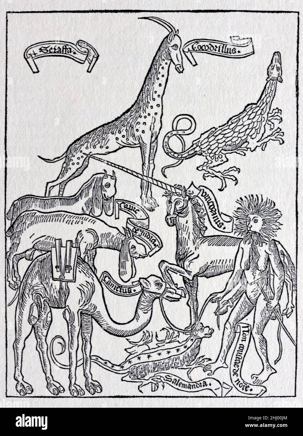 Bestie fantastiche, creature favolose e animali mitici, tra cui un unicorno, presumibilmente testimoniato da Bernhard von Breidenbach (1440-1497) durante i suoi viaggi in Terra Santa nel 1483-84. Legno pubblicato in Peregrinatio in Terrum Sanctam (1486). Stampa vintage Woodcut, incisione o illustrazione Foto Stock