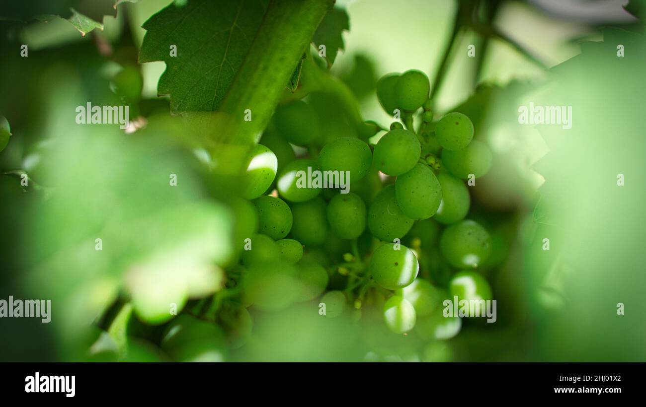 Uve dai colori ricchi. Le viti con le uve sono mature. Questi vengono presi per il consumo o si fa il vino da loro per godere. Foto Stock