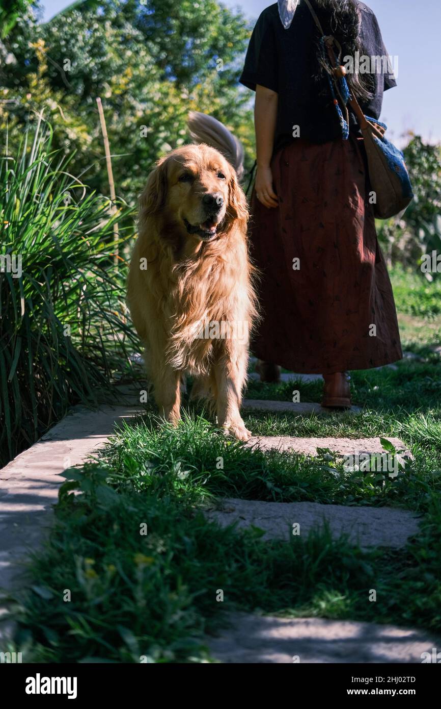 Il cane d'oro nell'erba verde Foto Stock