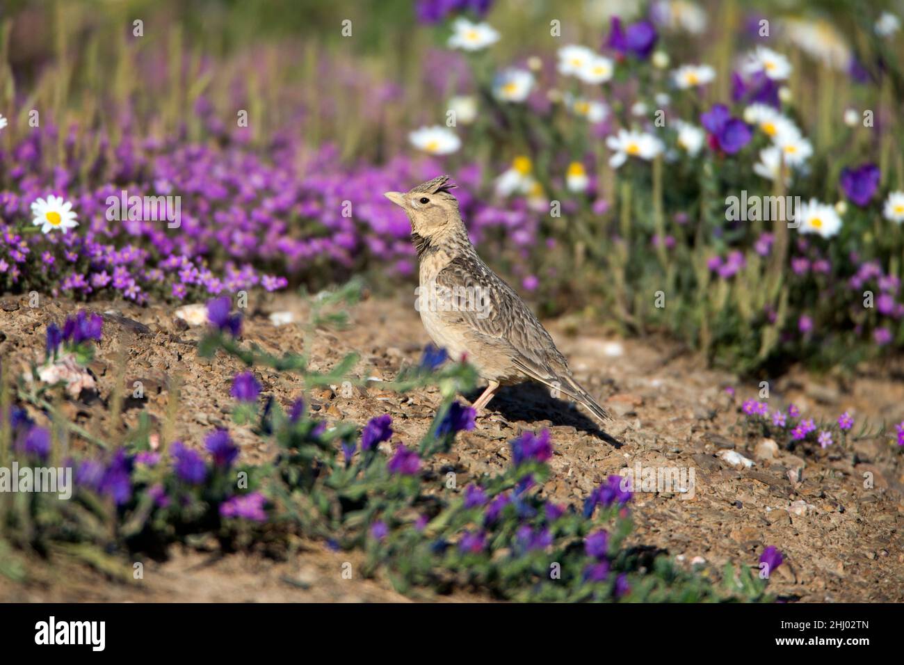 Calandra Lark, (Melanocoripha calandra), a terra, ricoperta di polvere dopo bagno di polvere, Castro Verde, Alentejo, Portogallo Foto Stock