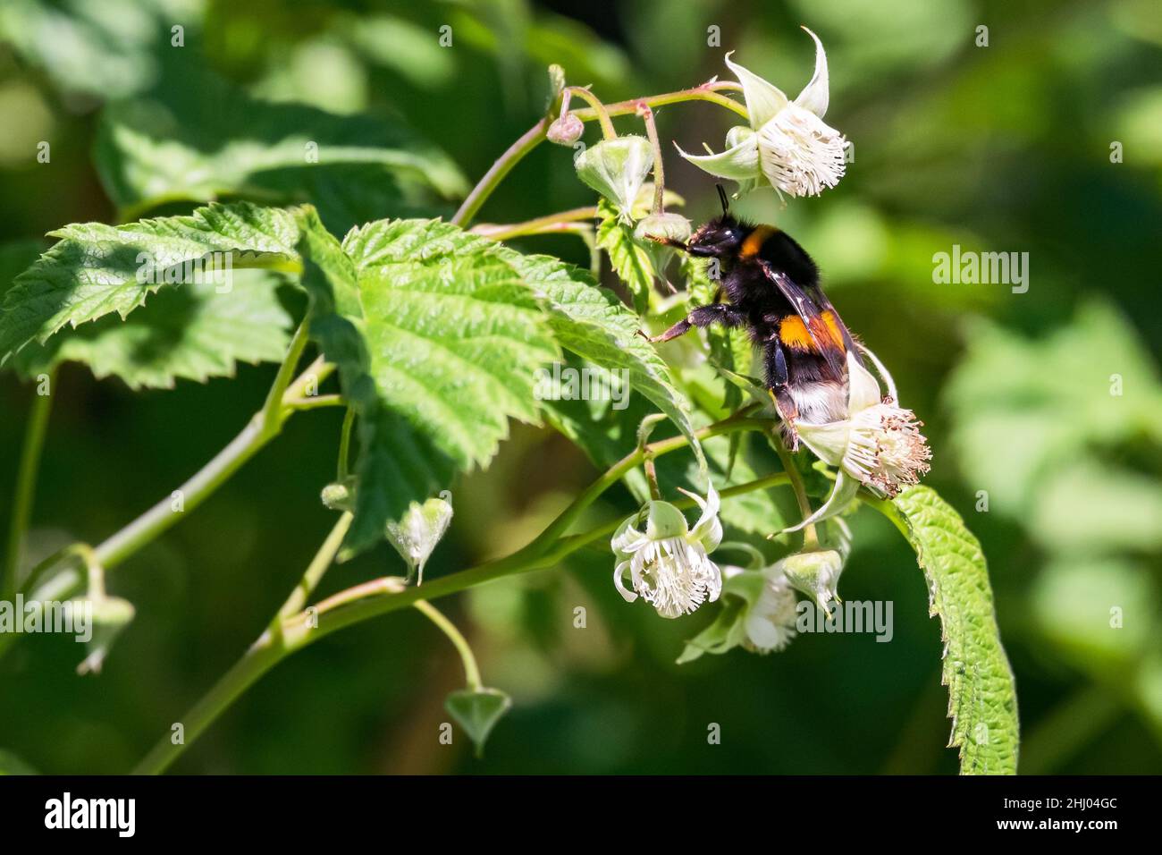 Bumblebee su un fiore di lampone raccolta nettare in primavera Foto Stock