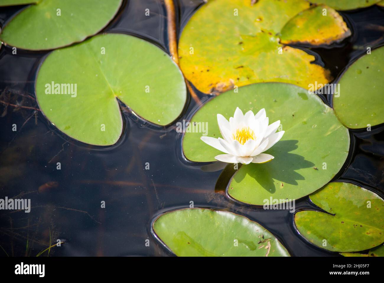 Nymphaea candida fiore bianco sul lago Moszne Foto Stock