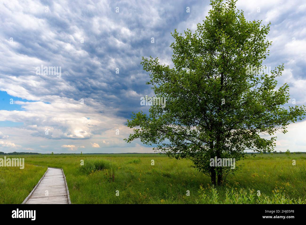 Parco Nazionale Poleski, Polonia, Europa. Passerella in legno, ponte che attraversa una torba con un albero solato sul lato. Sentiero turistico zahario . Foto Stock