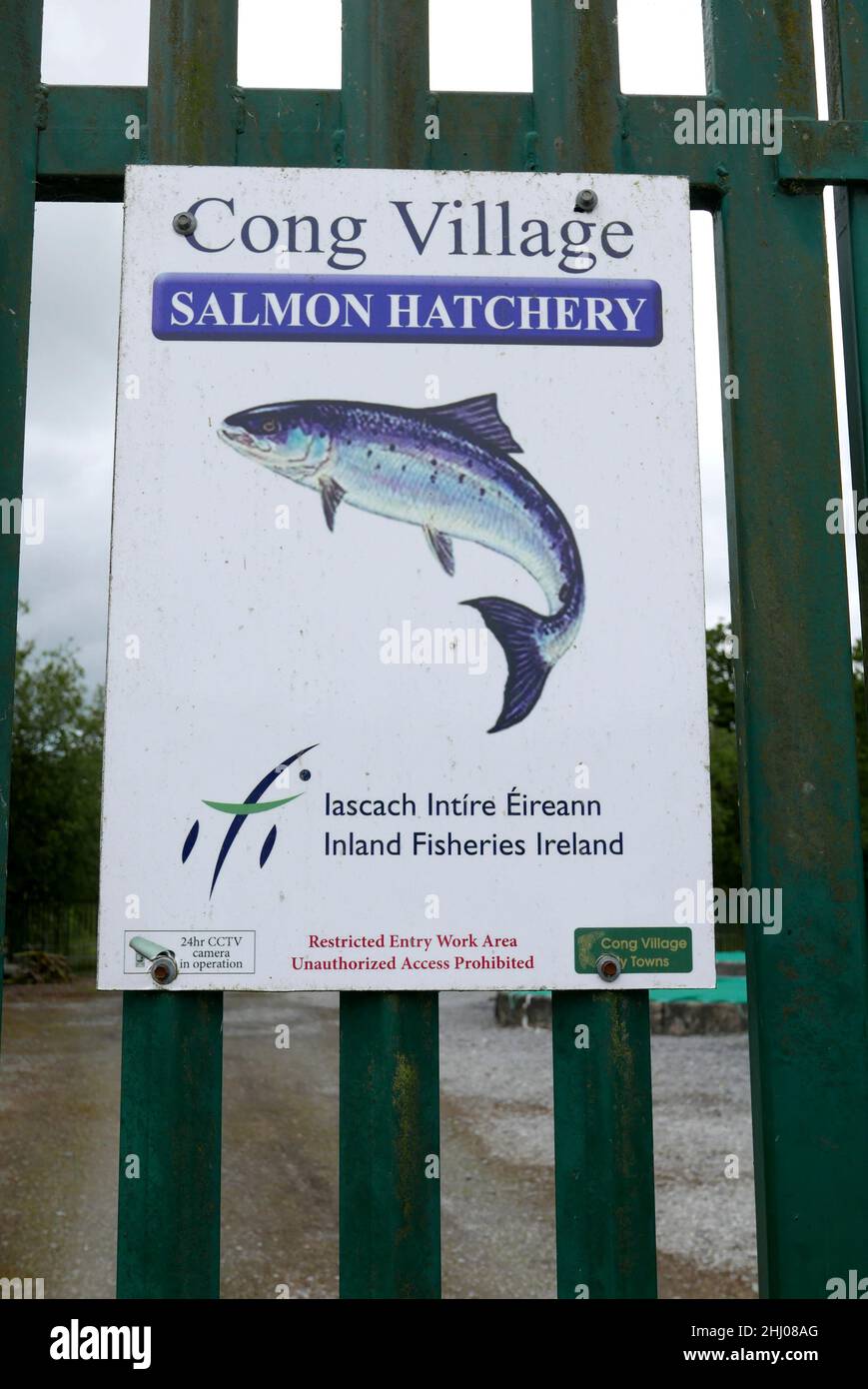 Cong, fiume Cong, contea di Mayo, provincia del Connacht, Repubblica d'Irlanda, Europa Foto Stock