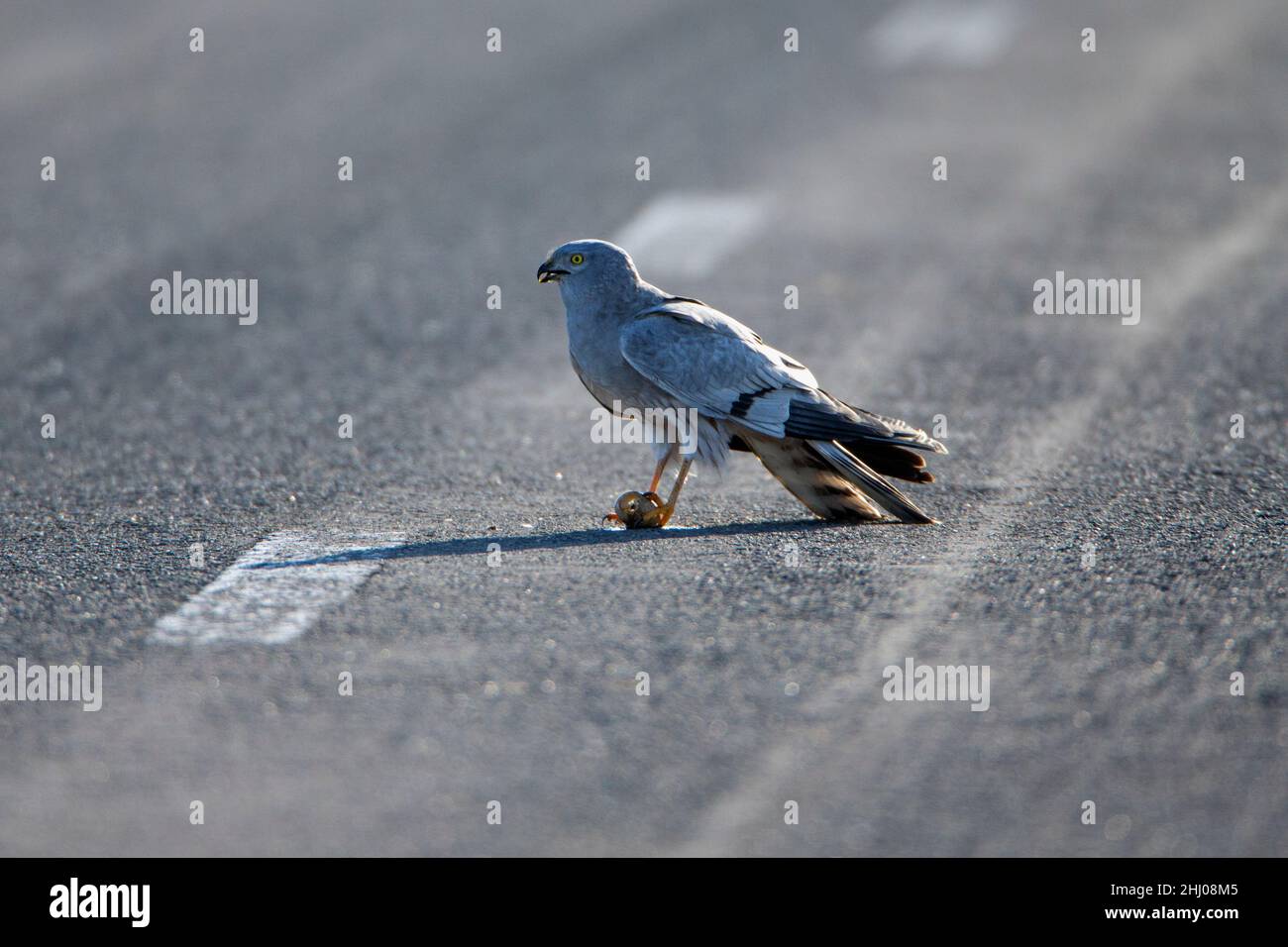 Harrier di Montagu (circo pygargus), maschio con un uovo nei suoi taloni, arroccato su strada, Castro Verde Alentejo Portogallo Foto Stock