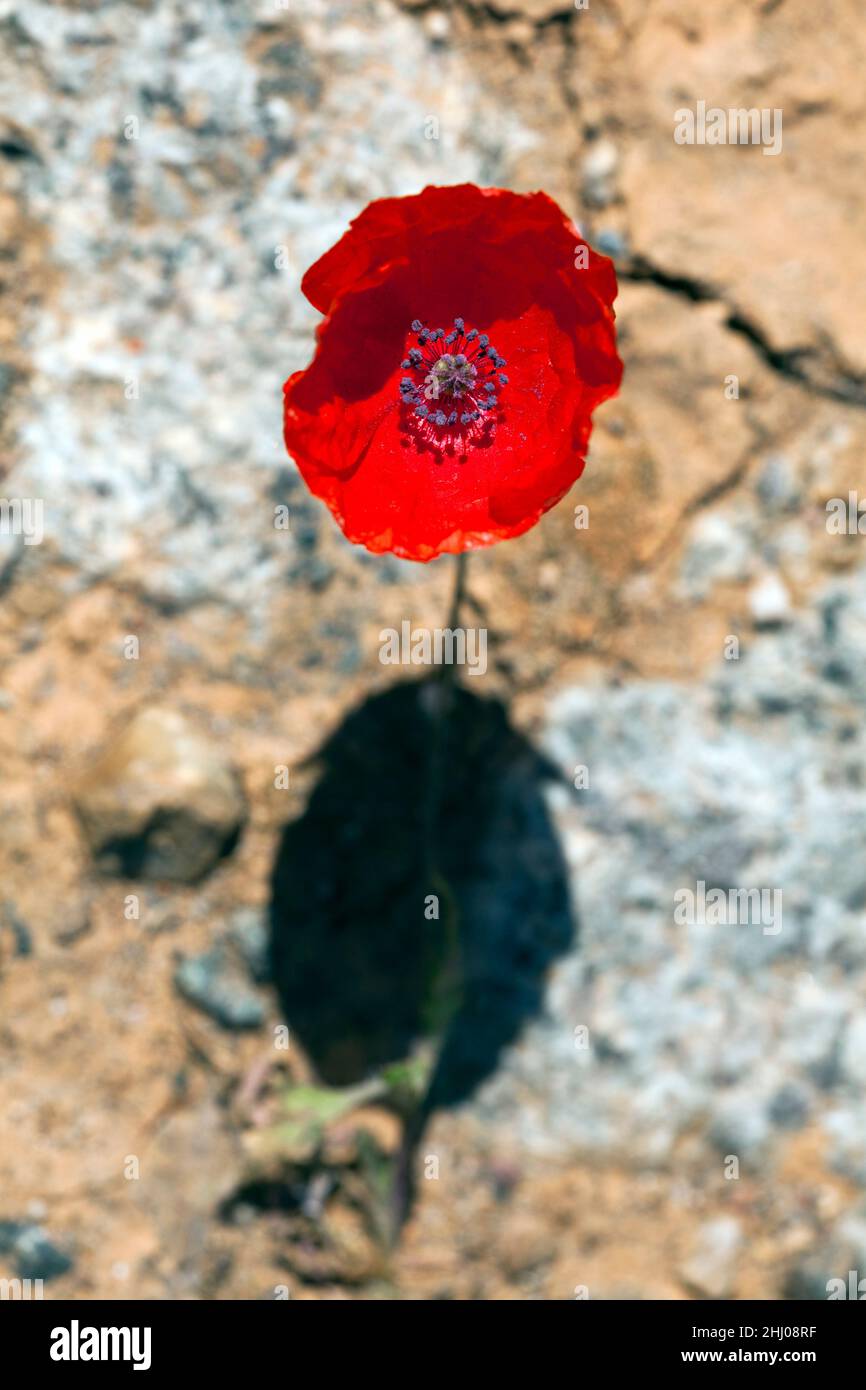 Papavero a testa lunga, (Papaver dubium) Castro Verde, Alentejo, Portogallo Foto Stock