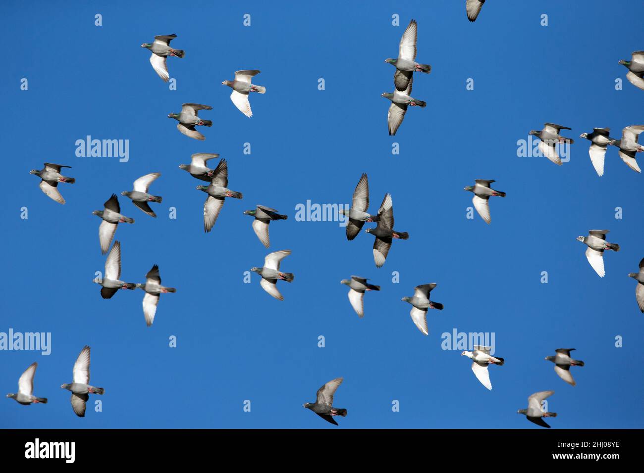 Pigeons domestici / Racing, (Columbia sp.), Flock in volo, Castro Verde, Alentejo Portogallo Foto Stock