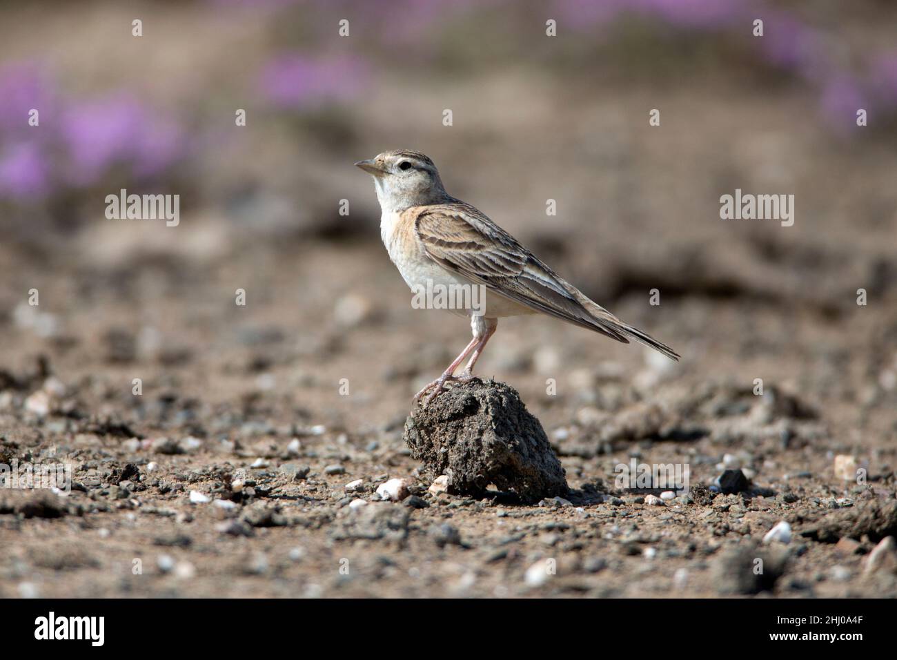 Larice a punta corta, (Calandrella brachydactyla), arroccato su pista sterrata, Castro Verde, Alentejo, Portogallo Foto Stock