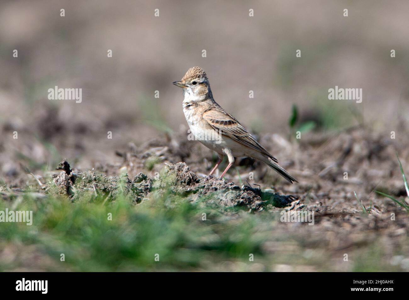 Larice a punta corta, (Calandrella brachydactyla), arroccato su pista sterrata che mostra variazioni, con corona rufosa, Castro Verde, Alentejo, Portogallo Foto Stock