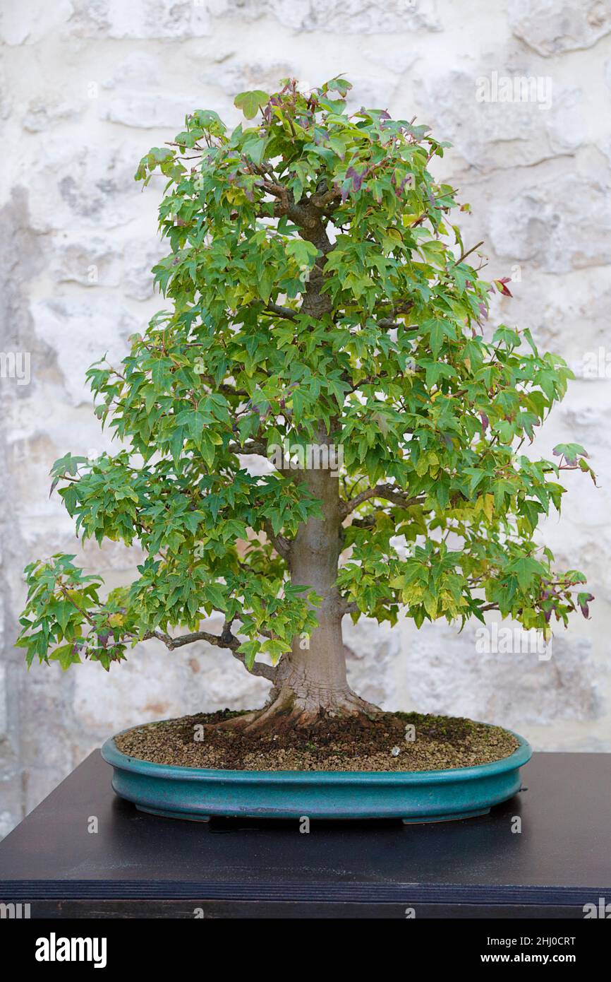 Acer buergerianum bonsai albero contro un muro di pietra Foto Stock