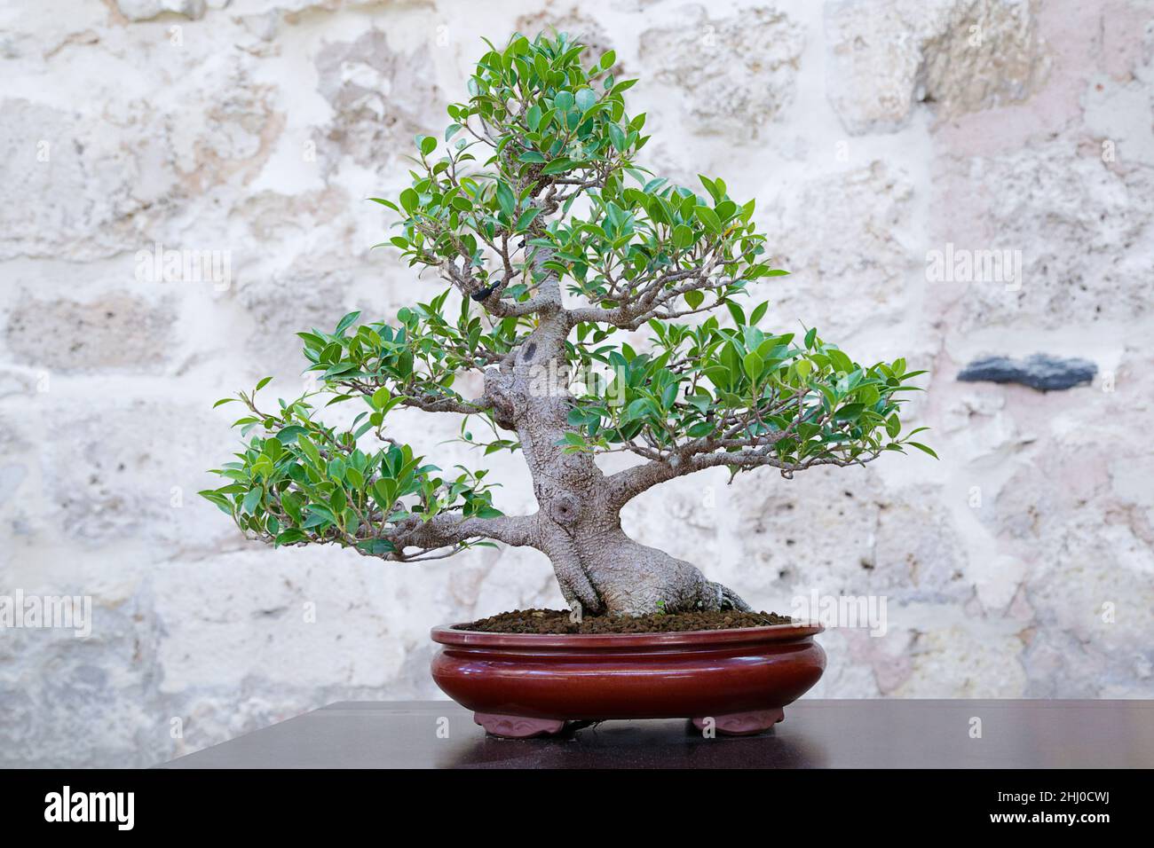 Fico piangente (Ficus benjamina) albero bonsai contro un muro di pietra Foto Stock