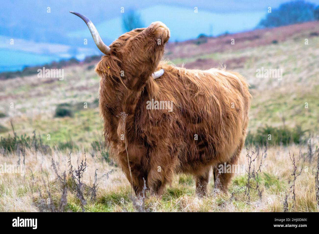 Highland mucche Somerset Foto Stock